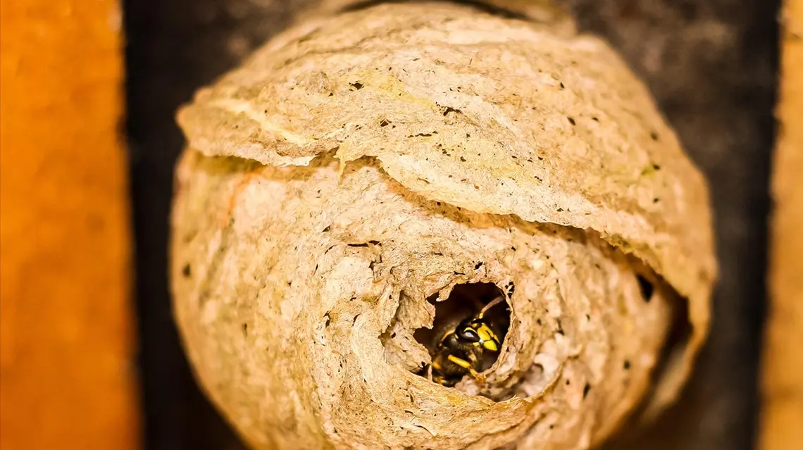 Ninho de vespa em pormenor, com vespa no seu interior